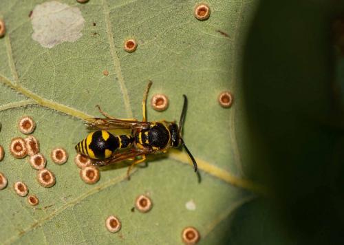 Réf. 263 987 : Eumenes sp.